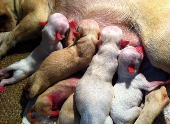 Chó Đẻ và Những Giấc Mơ Liên Quan: Ý Nghĩa, Điềm Báo và Con Số May Mắn Kubet Casino