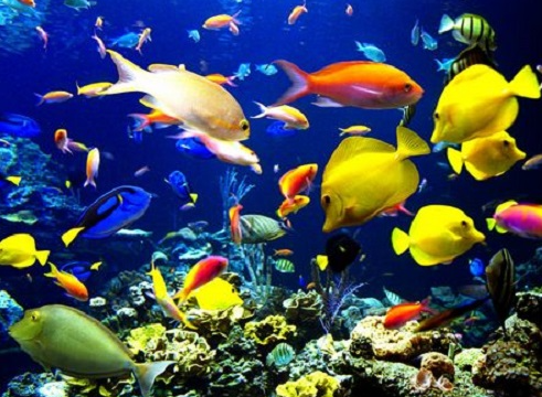 Giấc Mơ Về Nhiều Cá: Ý Nghĩa, Điềm Báo, Và Các Con Số Đề Ku Casino