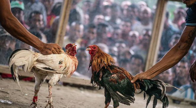 Đá Gà Kubet – Điểm Hẹn Hấp Dẫn Cho Anh Em Đam Mê Chọi Kê kubet 🎖 ku casino đăng ký kubet đăng nhập ku 24/7