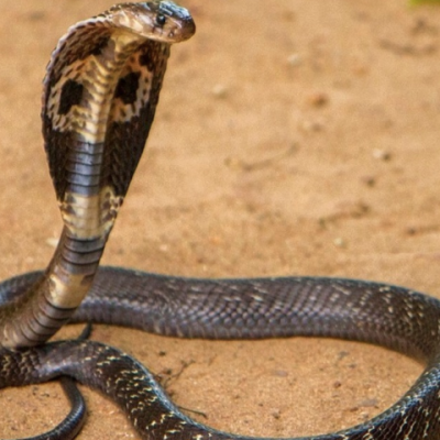 Mơ Thấy Rắn Hổ Mang Đánh Con Gì May Mắn Ku Casino?