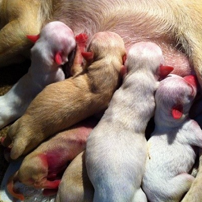 Chó Đẻ và Những Giấc Mơ Liên Quan: Ý Nghĩa, Điềm Báo và Con Số May Mắn Kubet Casino