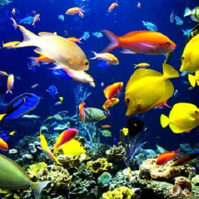 Giấc Mơ Về Nhiều Cá: Ý Nghĩa, Điềm Báo, Và Các Con Số Đề Ku Casino